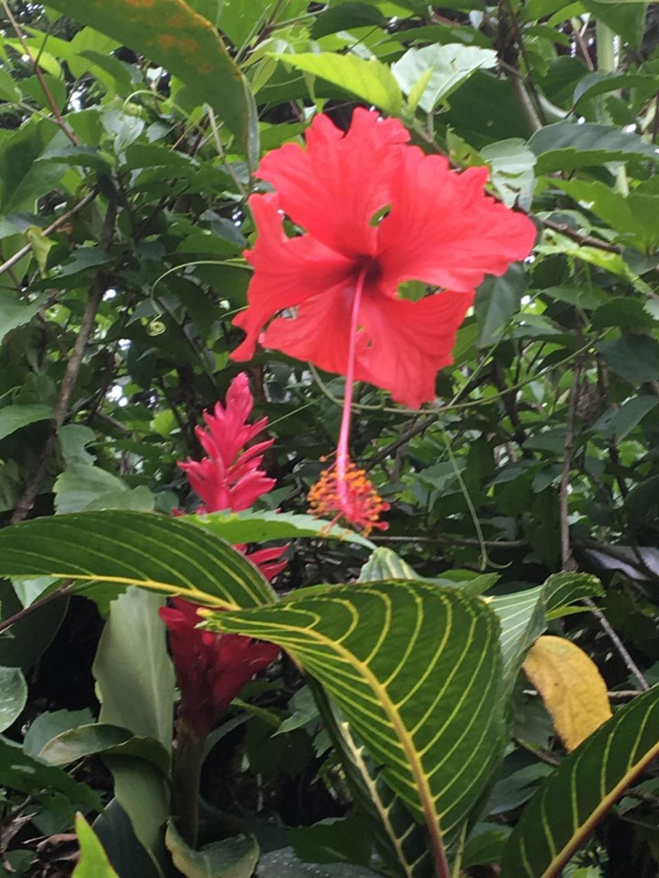 Coral Hill Bungalows Cahuita Kültér fotó
